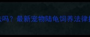 养陆龟合法吗最新宠物陆龟饲养法律指南与风险