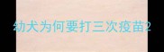 幼犬为何要打三次疫苗
