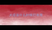 犬疫苗什么时候打有用