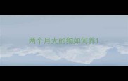 两个月大的狗如何养