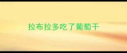 拉布拉多吃了葡萄干