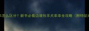 边牧串串怎么区分新手必看边境牧羊犬串串全攻略附特征对比图