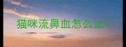 猫咪流鼻血怎么止