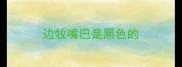 边牧嘴巴是黑色的