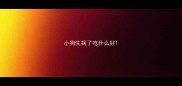 小狗生病了吃什么好