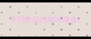 不同阶段的猫咪喂食