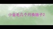 小金毛几个月换肠子