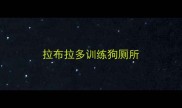拉布拉多训练狗厕所