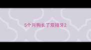 5个月狗长了双排牙