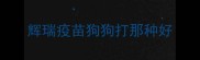 辉瑞疫苗狗狗打那种好