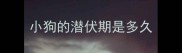 小狗的潜伏期是多久