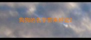 狗狗的名字带来好运