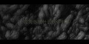 狗狗香肠什么牌子好