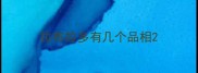 拉布拉多有几个品相