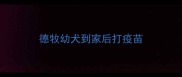德牧幼犬到家后打疫苗