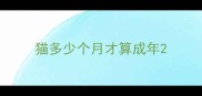 猫多少个月才算成年