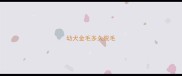 幼犬金毛多久脱毛