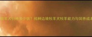边境牧羊犬价格多少钱纯种边境牧羊犬牧羊能力与饲养成本全