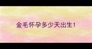 金毛怀孕多少天出生