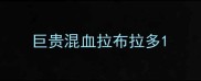 巨贵混血拉布拉多