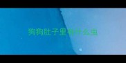狗狗肚子里有什么虫
