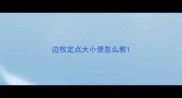 边牧定点大小便怎么教