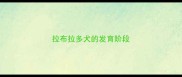 拉布拉多犬的发育阶段