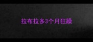 拉布拉多3个月狂躁