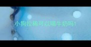 小狗拉稀可以喝牛奶吗