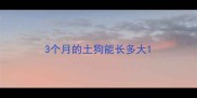 3个月的土狗能长多大