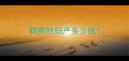 狗狗刨妇产多少钱
