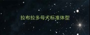 拉布拉多母犬标准体型