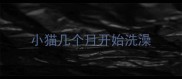 小猫几个月开始洗澡