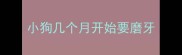 小狗几个月开始要磨牙