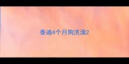 泰迪4个月狗洗澡