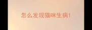 怎么发现猫咪生病