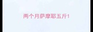 两个月萨摩耶五斤
