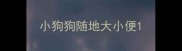 小狗狗随地大小便