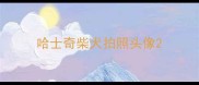 哈士奇柴犬拍照头像