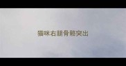 猫咪右腿骨骼突出