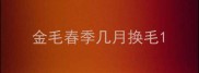 金毛春季几月换毛