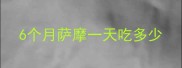 6个月萨摩一天吃多少
