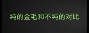 纯的金毛和不纯的对比