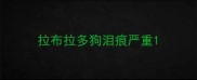 拉布拉多狗泪痕严重
