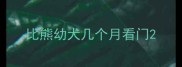 比熊幼犬几个月看门
