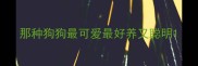 那种狗狗最可爱最好养又聪明
