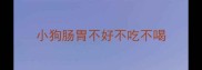 小狗肠胃不好不吃不喝
