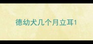 德幼犬几个月立耳