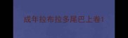 成年拉布拉多尾巴上卷