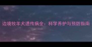 边境牧羊犬遗传病全科学养护与预防指南